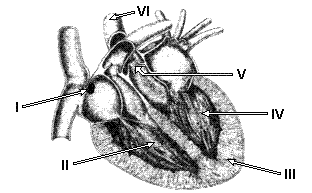 Sistema cardiovascular Dede10