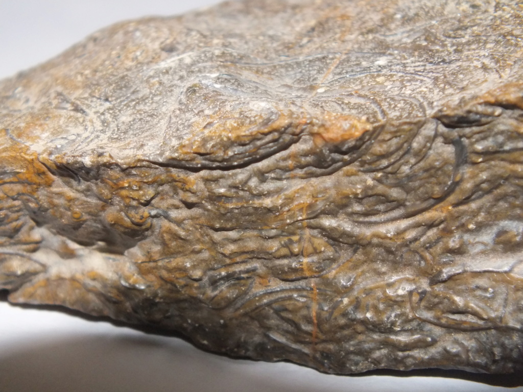 Identificación de fósil Dscf4413