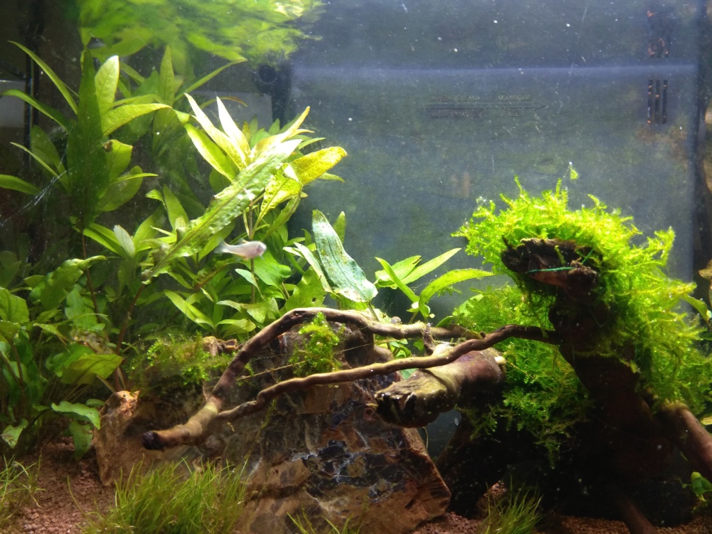 60l biotope asiatique - Page 3 Img_2016