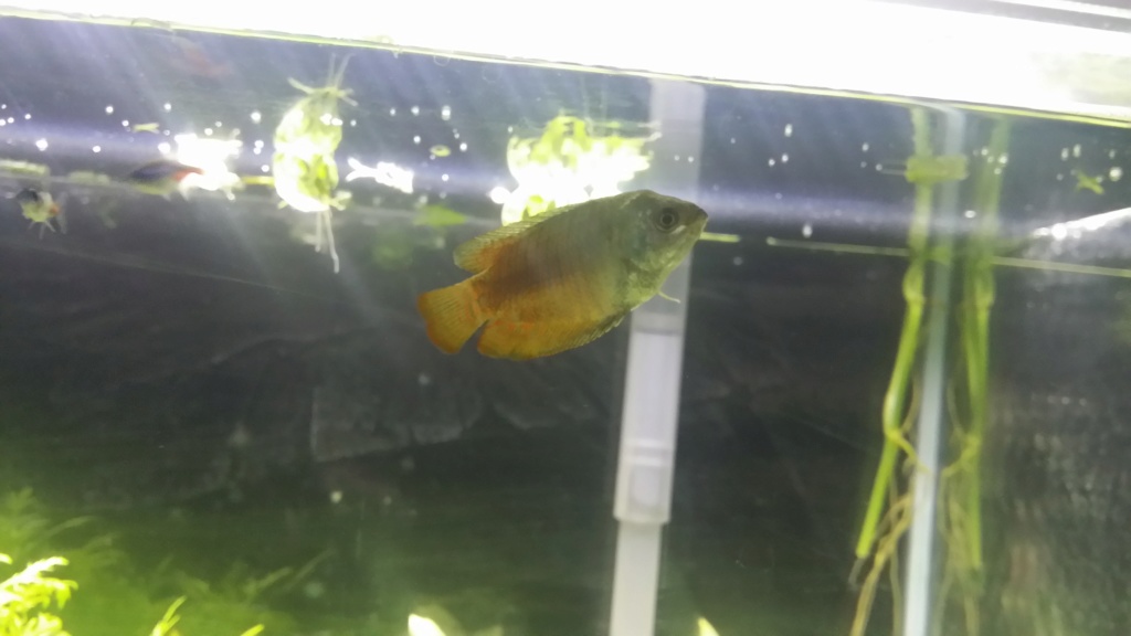 sexage gourami nain 20190412