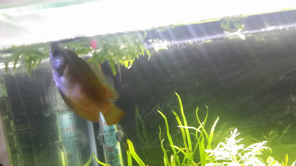 sexage gourami nain 20190414