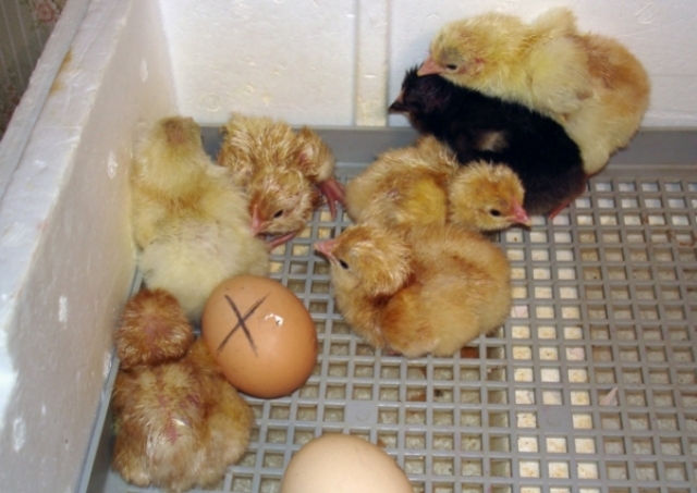 Цыплята с модифицированной ДНК полностью устойчивы к популярному вирусу Aao10