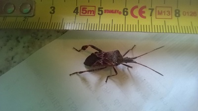 [Leptoglossus occidentalis & Eurygaster austriaca] punaise 03000210