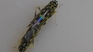 [Eupteryx urticae & Peirates sp.] punaise et cicadelles 20200511