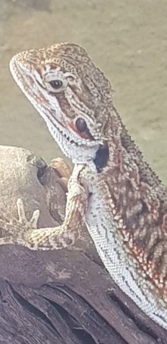 Pogona phasé ? 20190939