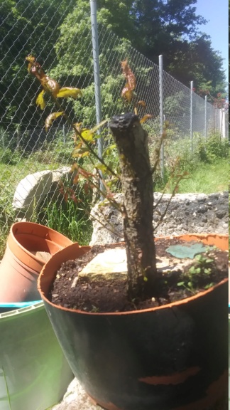 Yamadori "Carballo" Quercus Ruber 20210511