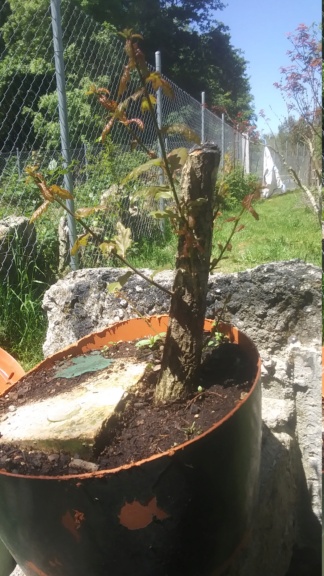 Yamadori "Carballo" Quercus Ruber 20210512