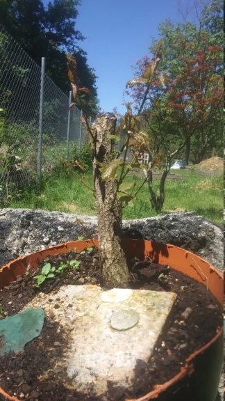 Yamadori "Carballo" Quercus Ruber 20210513