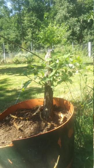 Yamadori "Carballo" Quercus Ruber 20210715