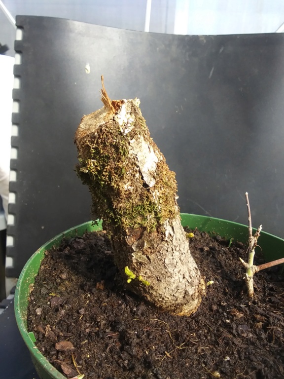 Yamadori "Carballo" Quercus Ruber 20220228