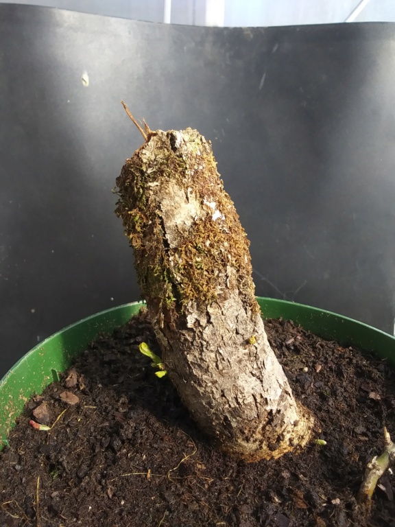 Yamadori "Carballo" Quercus Ruber 20220229