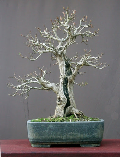 Yamadori "Carballo" Quercus Ruber Unname10