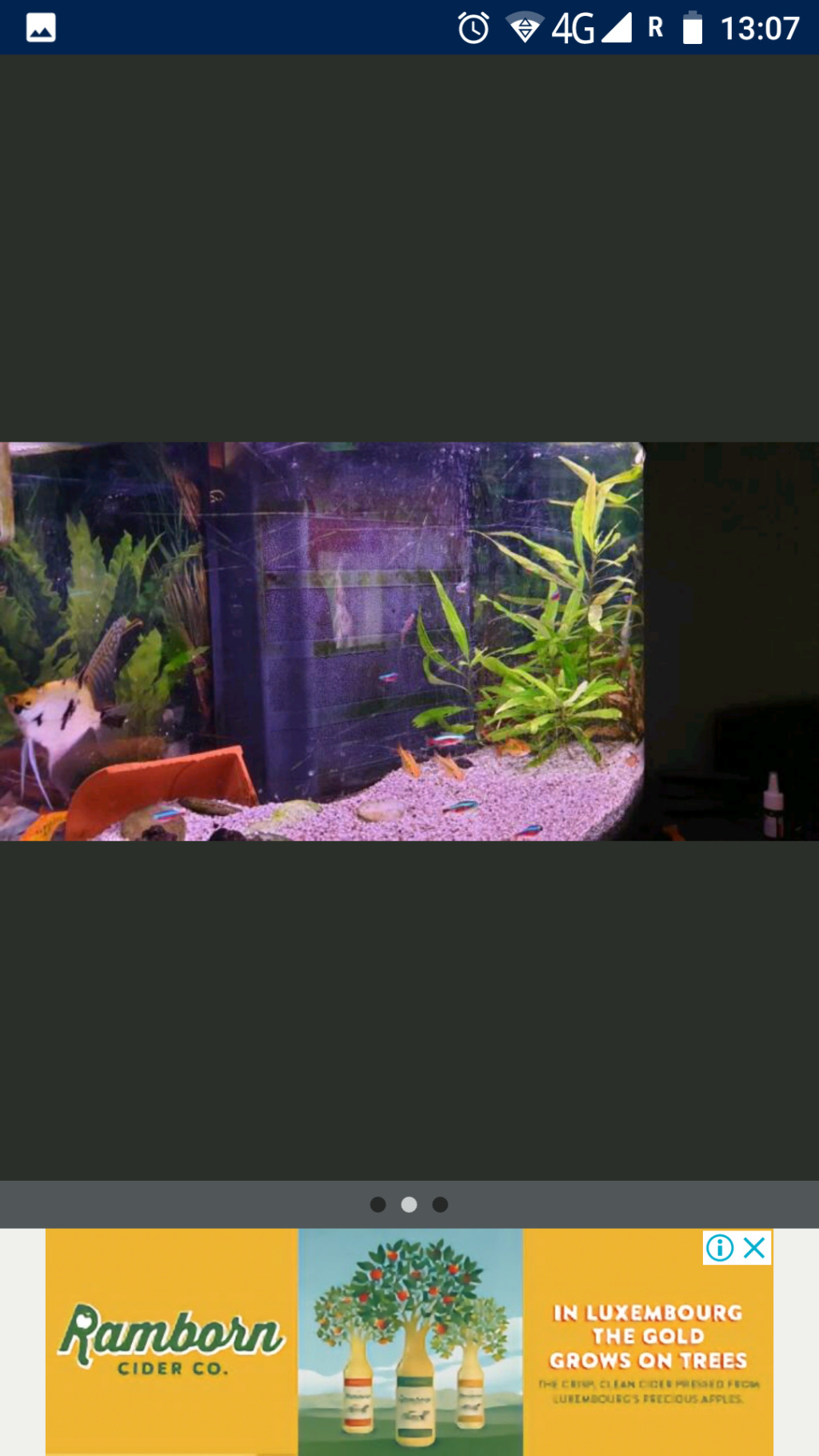 Votre avis sur un aquarium pour mes pr voile de chine Screen11