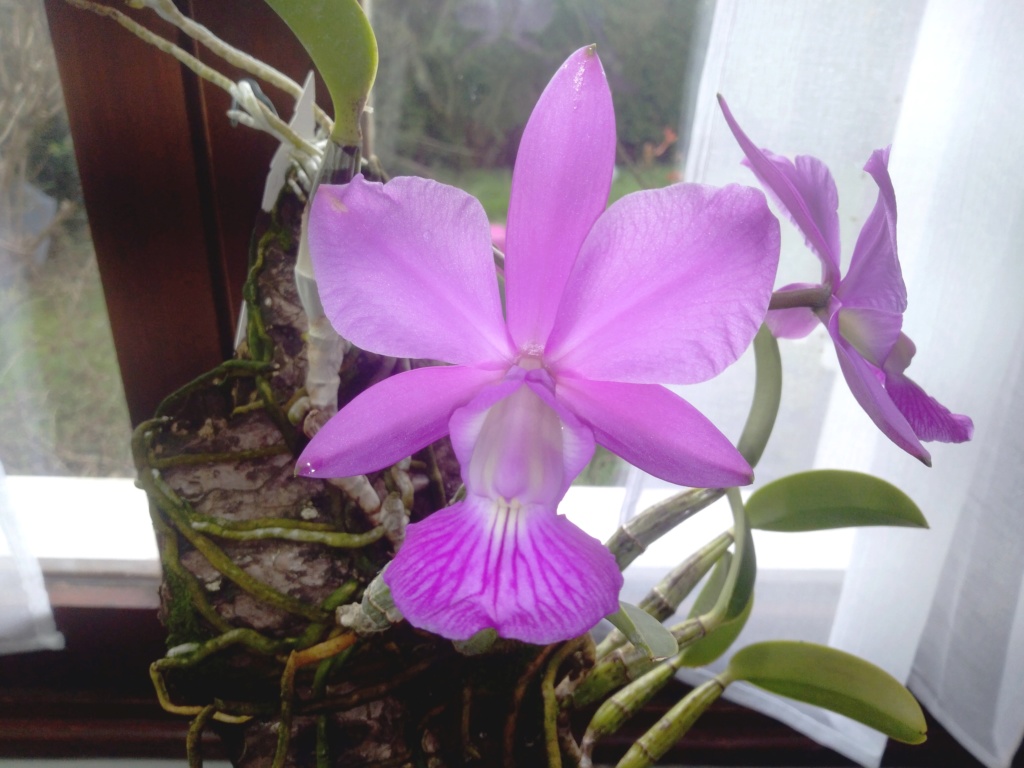 Cattleya walkeriana Img_2013