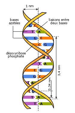 Qu'est ce que l'ADN ? - Page 4 Schzom11