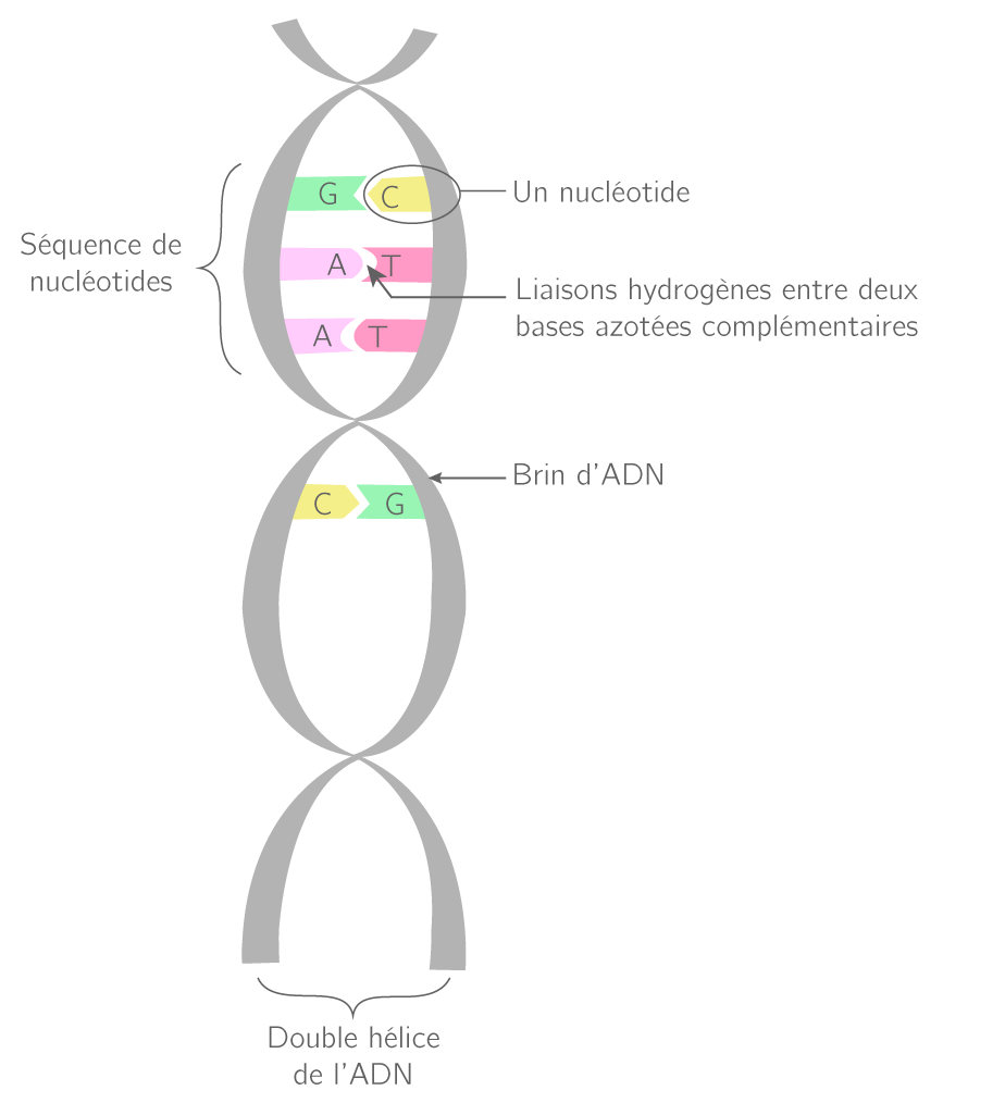 Qu'est ce que l'ADN ? - Page 4 Schzom11