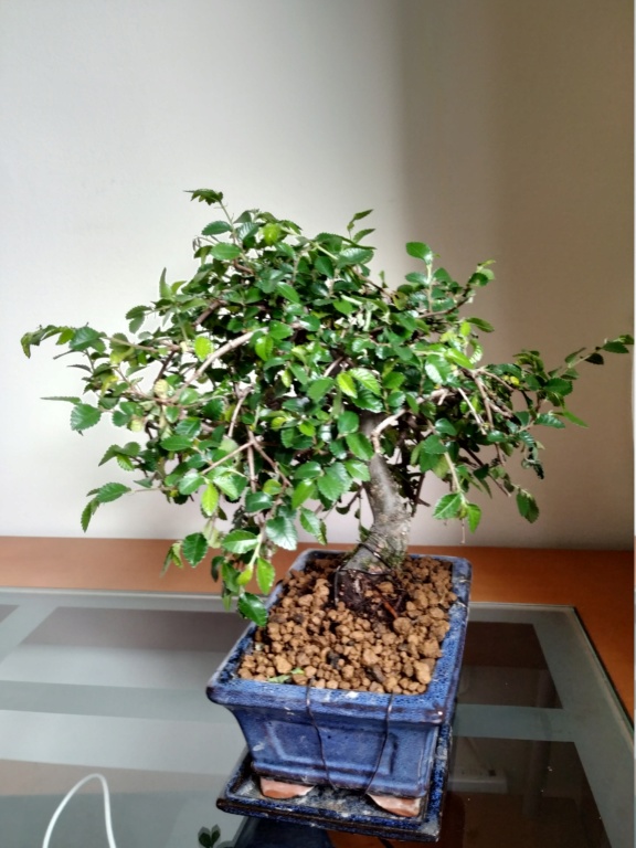 Mi primer bonsai, olmo chino Img_2010