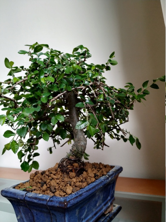 Mi primer bonsai, olmo chino Img_2011