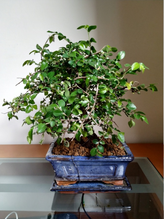 Mi primer bonsai, olmo chino Img_2012