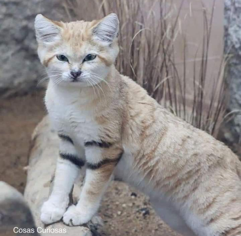 Un extraño gato árabe reaparece después de 10 años Screen12