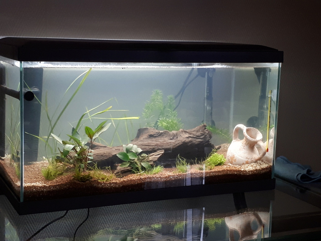 Des nouvelles de mon aquarium de 60L et partage de ma petite expérience 21-10-11