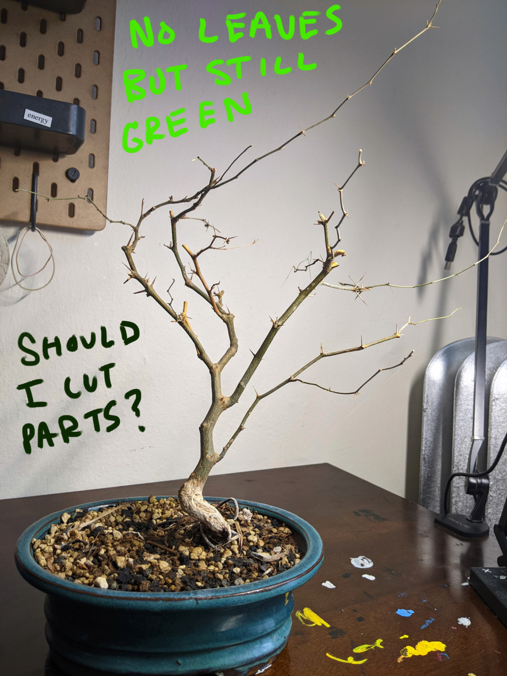 Bonsai on life support - please help! Bonsai12