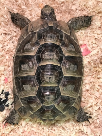 Identification tortue  Dcc60510