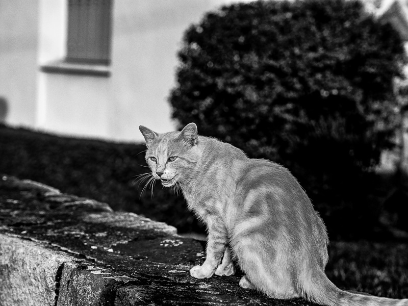 Chat alors ! P1000216