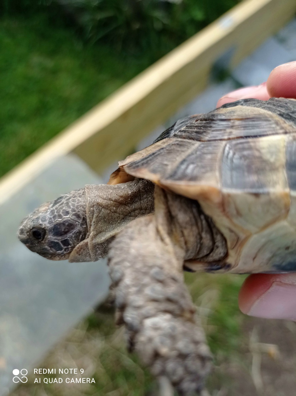 identification sous espece tortue grec ou pas.. Tortue10