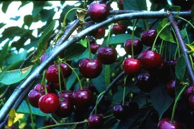 CEREZA Cereza10