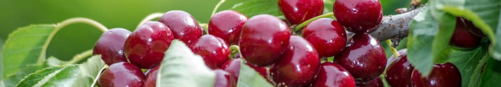 CEREZA Cereza11