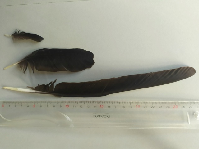Identification plumes Corvidés Img_2024