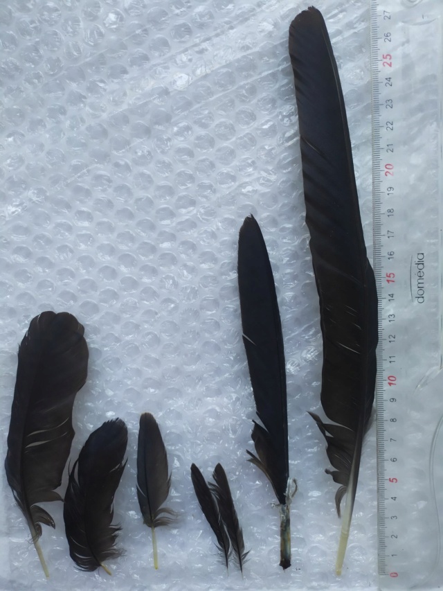 Identification plumes Corvidés Img_2026