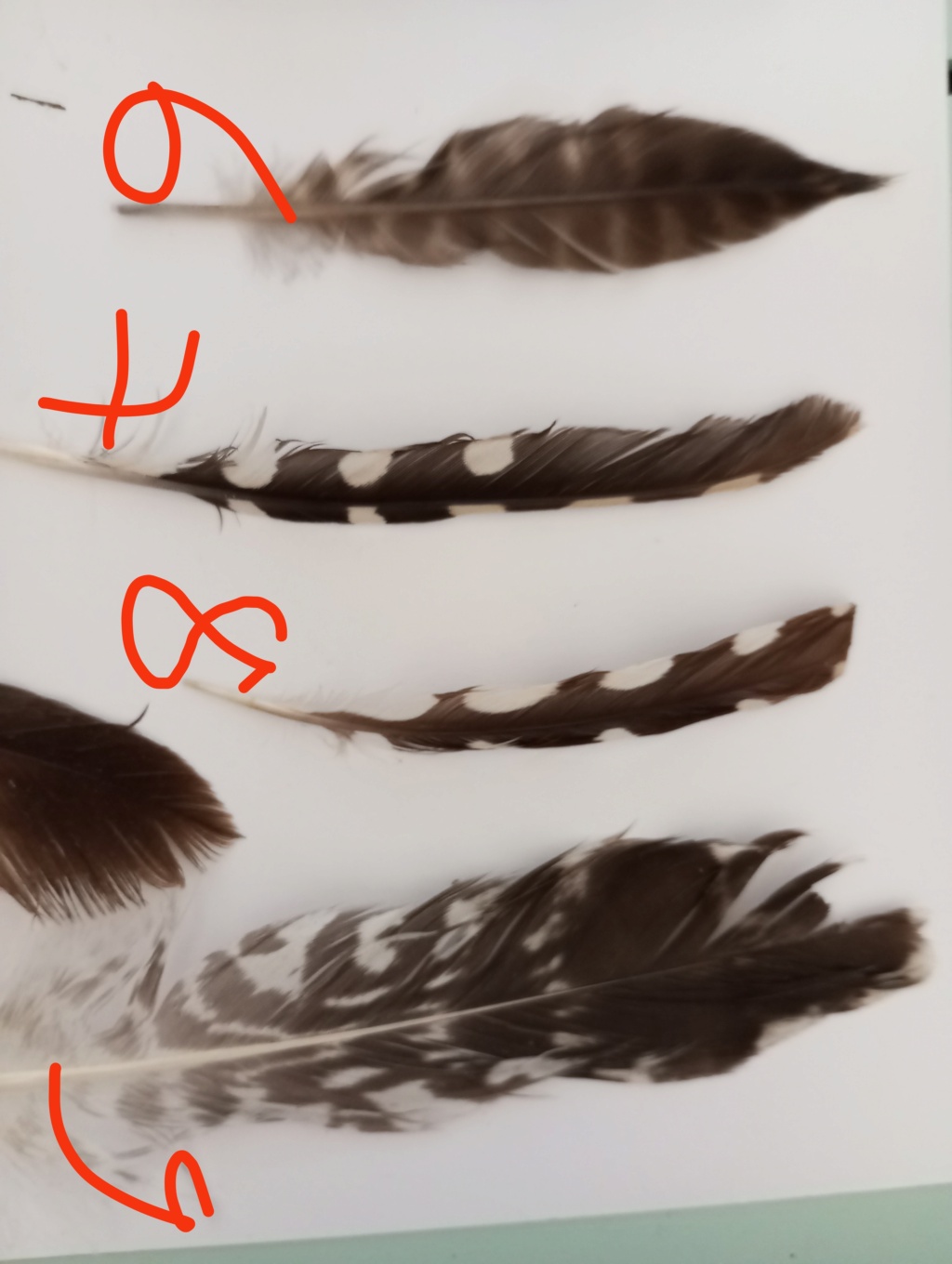 Identification plumes Img_2123