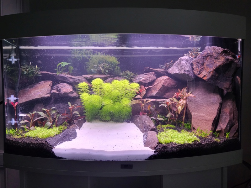 Cloche CO2 et emplacement dans l'aquarium 20221138