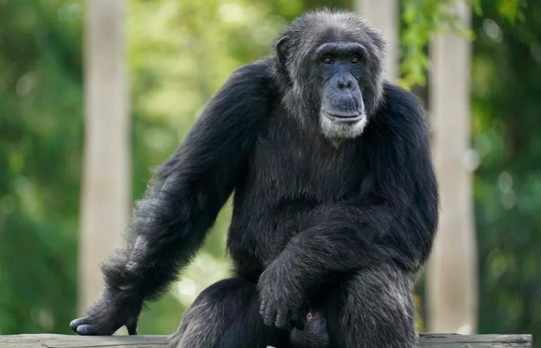 [News] Humans can correctly identify several gestures made by apes, a new study shows Screen52
