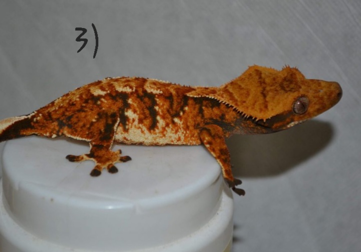Gecko à crête, couple et couleur Screen11