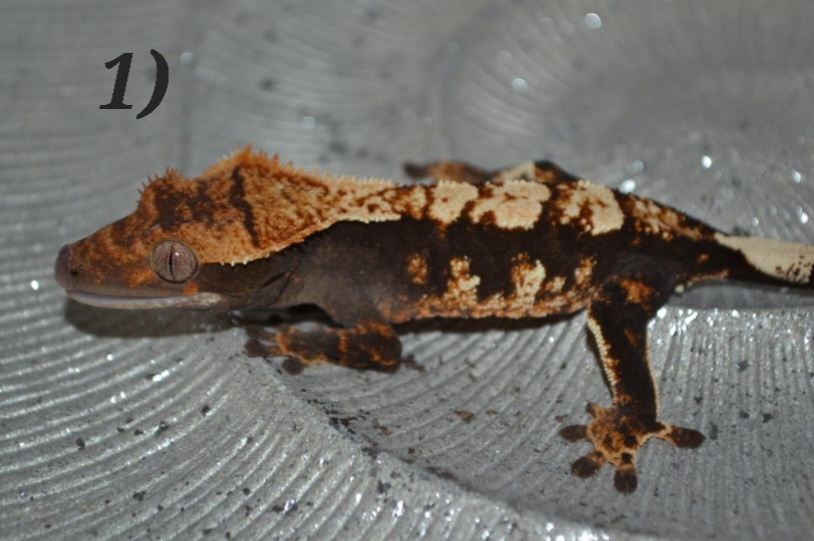 Gecko à crête, couple et couleur Screen12