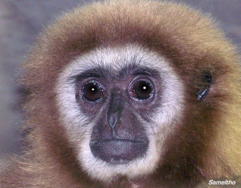 Le gibbon lar (Hylobates lar) 100_1312