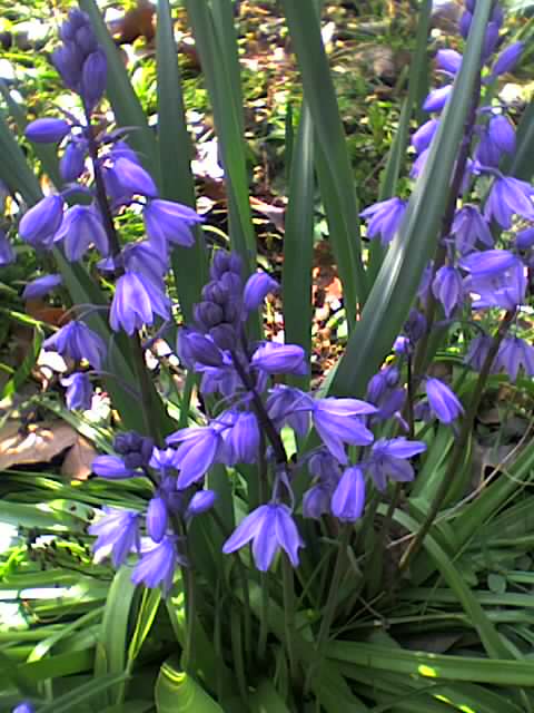 Vue sur mes fleurs Photo_26