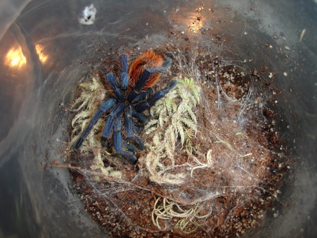 Chromatopelma Cyanopubescens Dsc01927