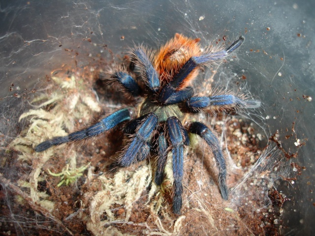 Chromatopelma Cyanopubescens Dsc01928