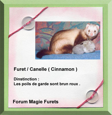 Furet couleurs Canell10