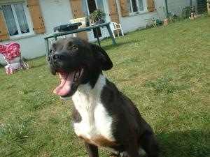 CANAILLE MALE X BOXER 7 ANS Canail10