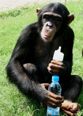 Le jeune chimpanzé a meilleure mémoire que l'homme 39695810