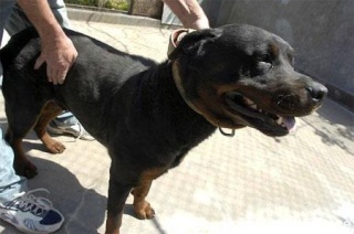 (France) Trois rottweillers abattus au fusil ! Rotvel10