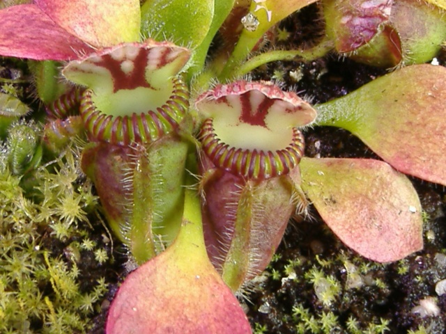 Bouturer son cephalotus Cephlo10