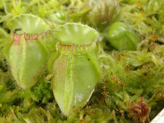 Bouturer son cephalotus Dscf1213