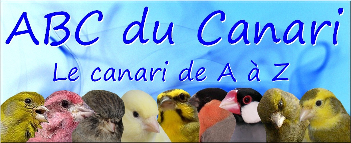 ABC du Canari