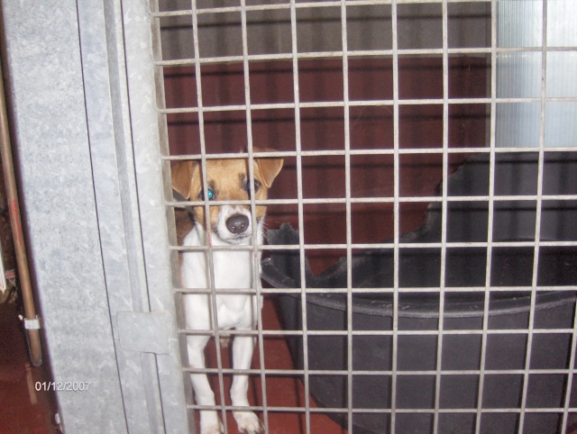 B-Verviers : cage 33 jack russel male Hpim0619